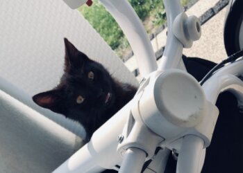 Dziś obchodzimy światowy dzień kota.