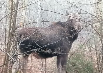 Na ul. Wschodniej, w pobliżu przejazdu kolejowego zadomowiła się trójka łosi.