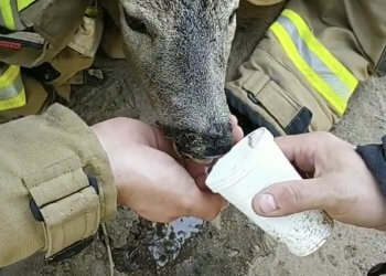 Strażacy z OSP Stoczek Łukowski ratują sarnę.