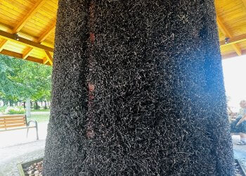 Tężnia solankowa, sposób na upały?