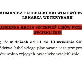 Jesienna akcja szczepień lisów przeciwko wściekliźnie.