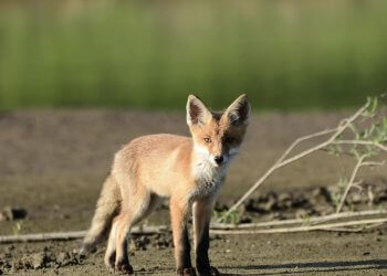 Szczepienia lisów wolno żyjących przeciwko wściekliźnie.