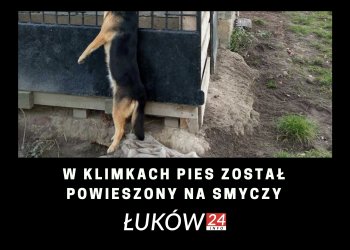 W Klimkach powieszono psa na smyczy. Policja prowadzi dochodzenie.