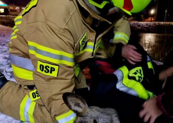 Strażacy z Adamowa uratowali sarnę.