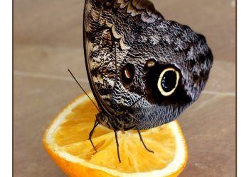 „Mój Świat” w obiektywie uczennicy z ZS w Gręzówce w Miejskim Ośrodku Kultury w Siedlcach.