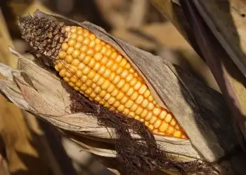 Program ARiMR dla producentów kukurydzy, wnioski przyjmowane będą do 29 lutego.