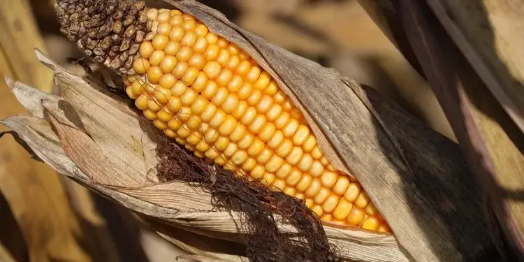 Program ARiMR dla producentów kukurydzy, wnioski przyjmowane będą do 29 lutego.