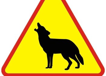 Uwaga, Wilki w Gminie Adamów.