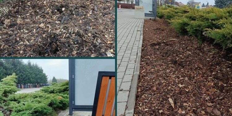 Kradzież róż na ul. Wereszczakówny oburzył mieszkańców Łukowa.