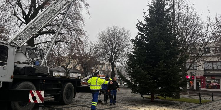 Świąteczna Choinka Wkrótce rozświeci Plac Solidarności i Wolności.