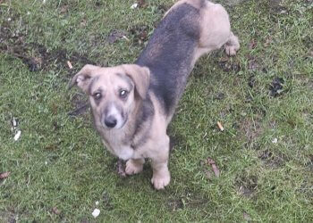 Bezdomny pies na osiedlu Chącińskiego w Łukowie – apel mieszkańców o interwencję