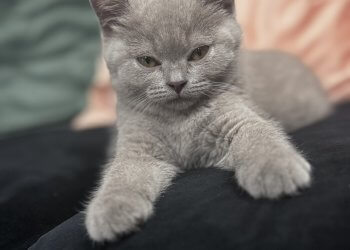 Międzynarodowy Dzień Kota – święto kocich przyjaciół