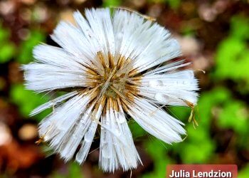 Uczennice Zespołu Szkół w Gręzówce uchwyciły piękno natury.